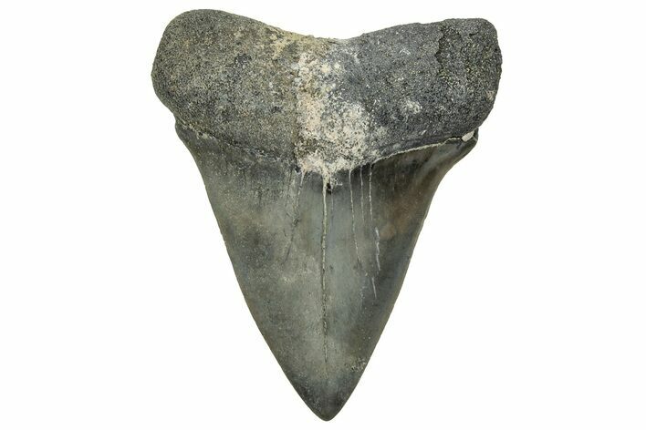 Fossil Broad-Toothed Mako Tooth - South Carolina #329110